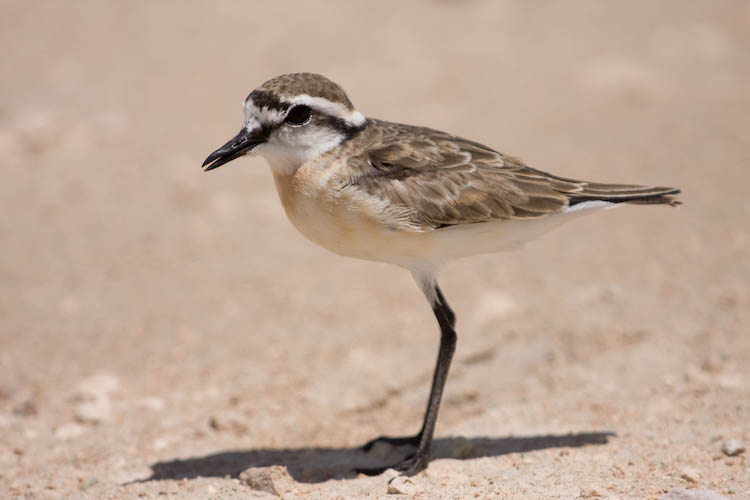 Pretty Kittlitz’s plover