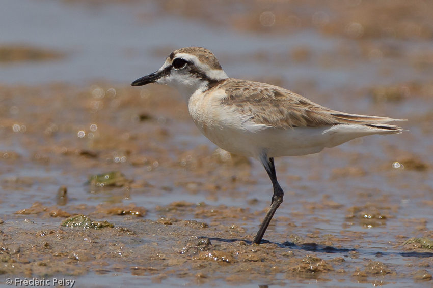Pretty Kittlitz’s plover