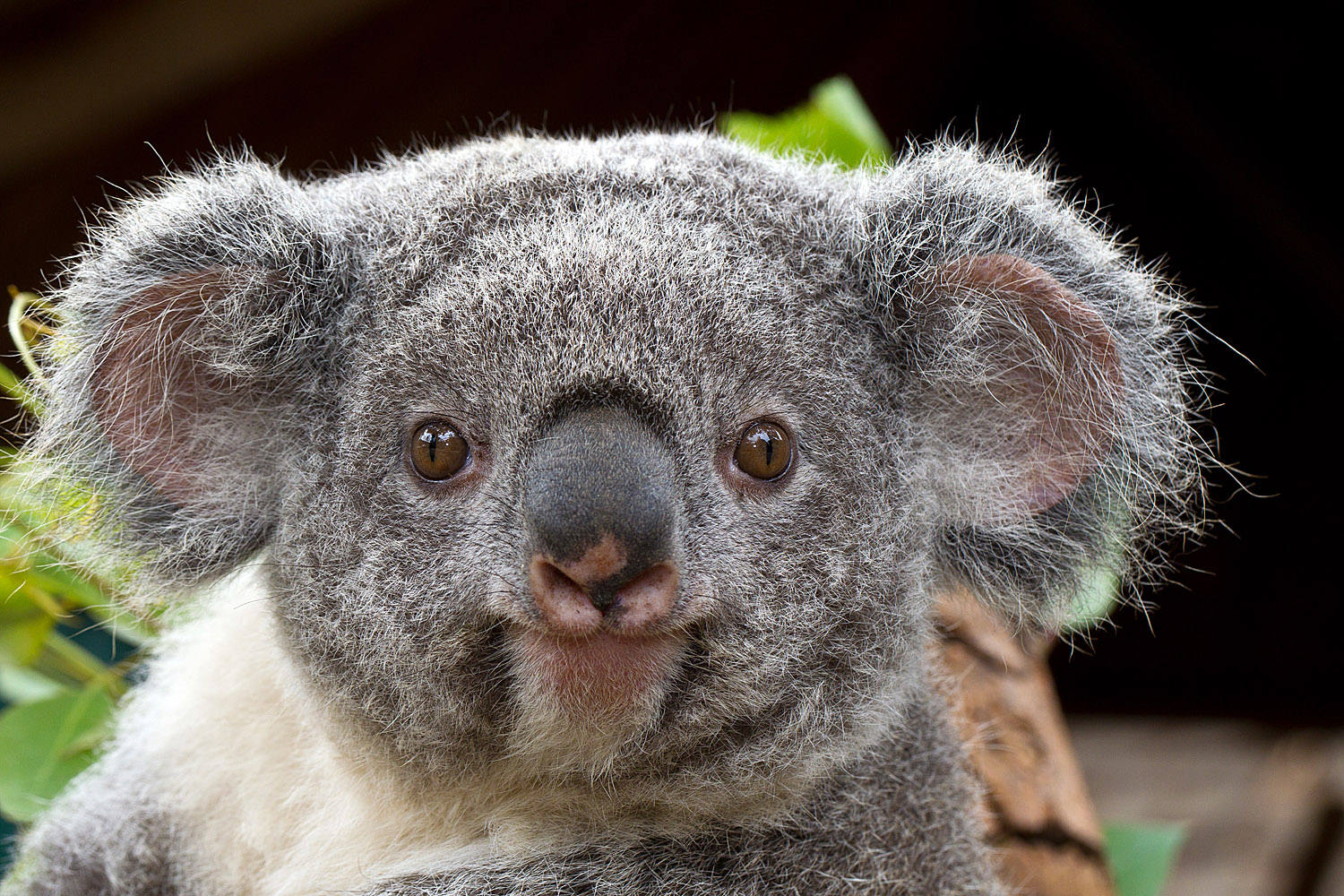 Wallpaper Koala