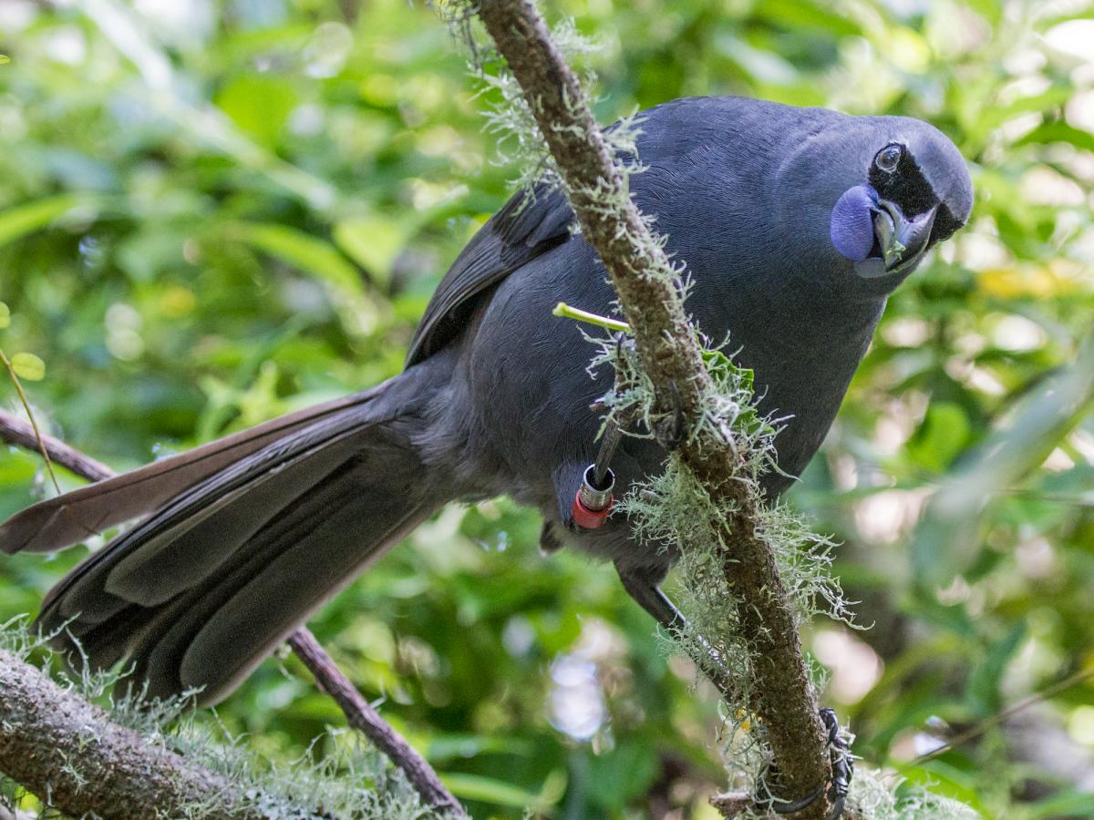 Kokako