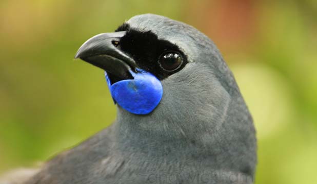 Pretty Kokako