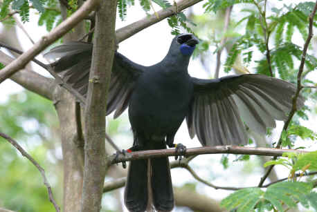 Pretty Kokako