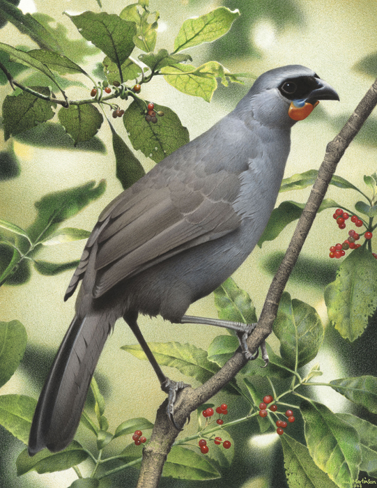 Pretty Kokako
