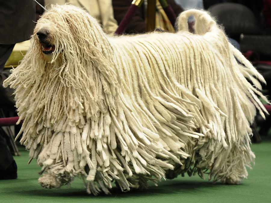 Nice Komondor - Dog Breed