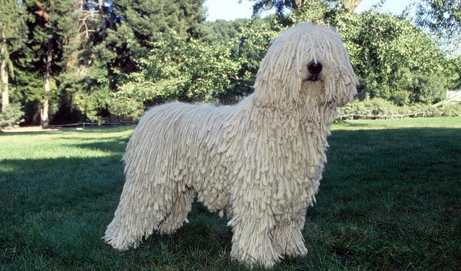 Cool Komondor - Dog Breed