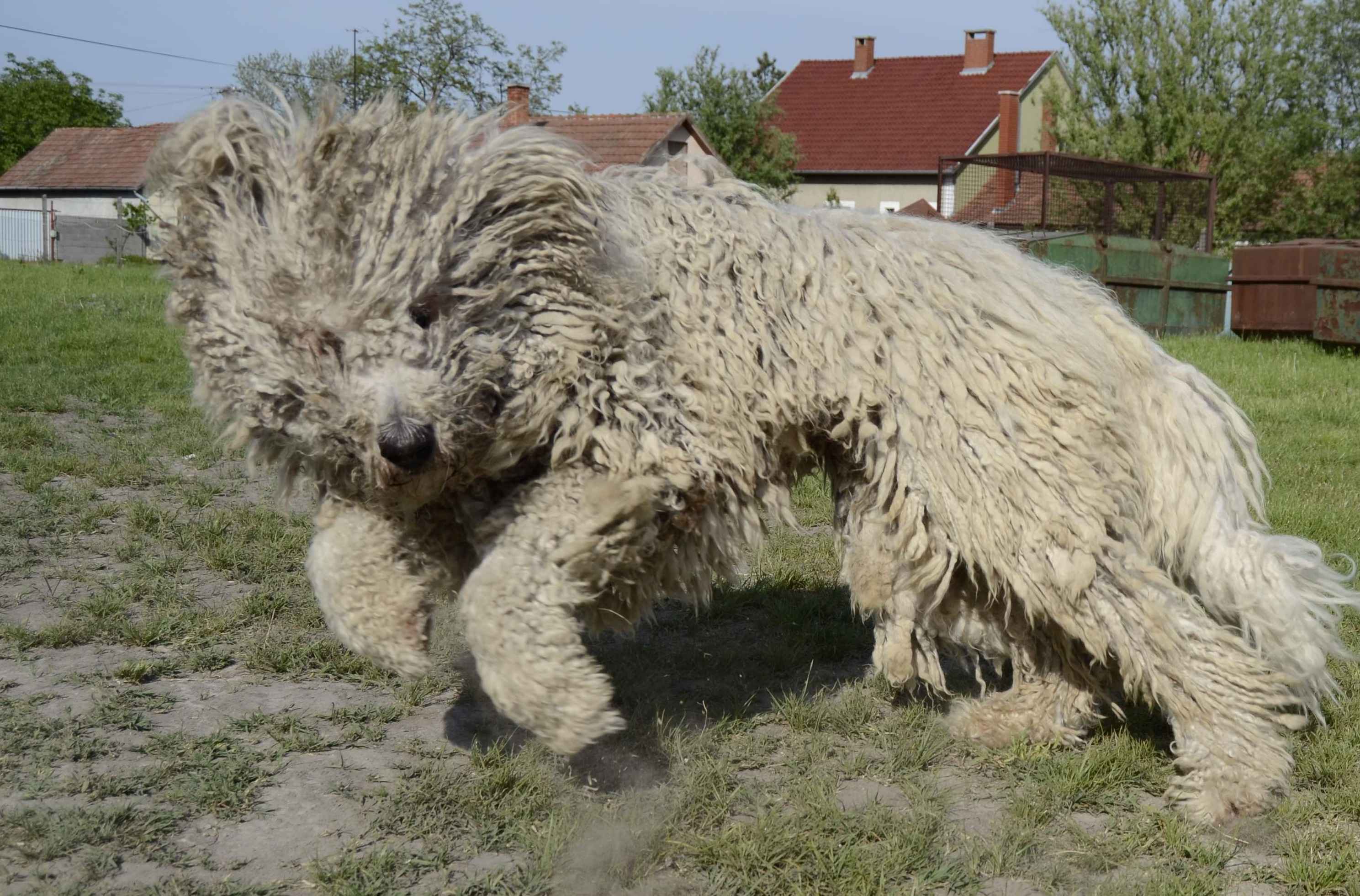 Pretty Komondor - Dog Breed