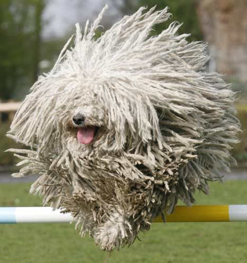 Wallpaper Komondor - Dog Breed