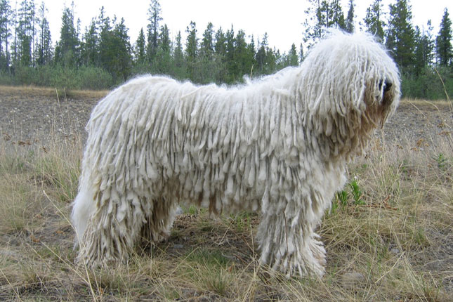 Komondor - Dog Breed photo 