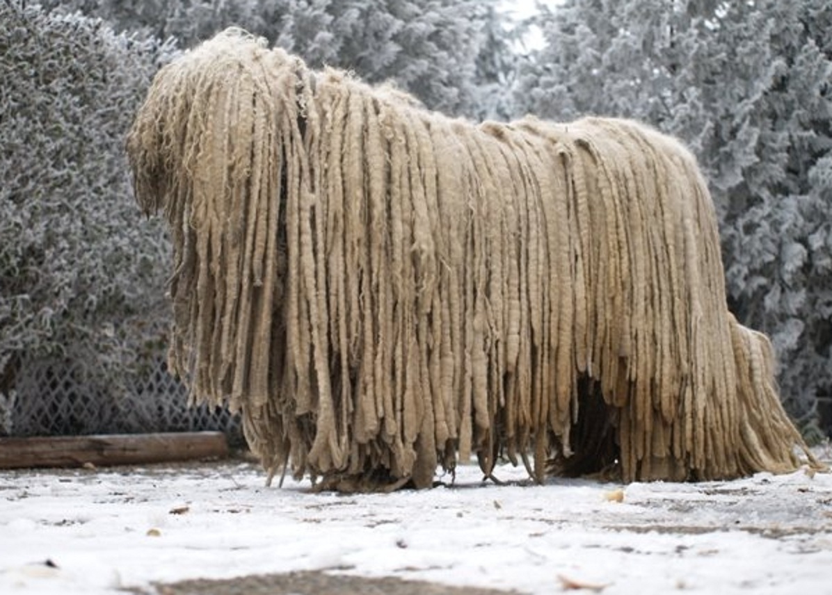 Komondor - Dog Breed wallpaper