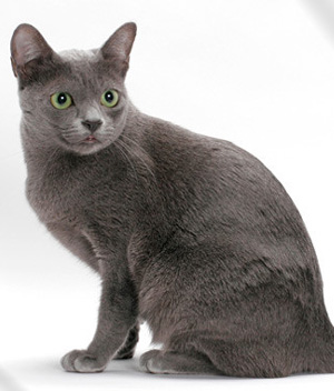 Korat - Cat Breed