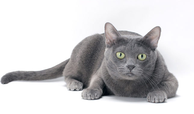 Nice Korat - Cat Breed