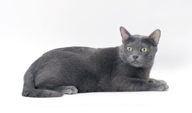 Cool Korat - Cat Breed