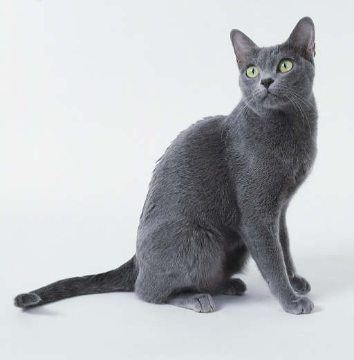 Pretty Korat - Cat Breed