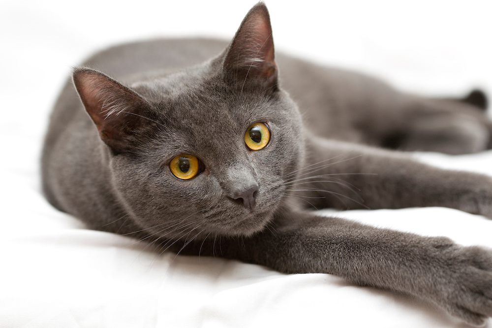 Cute Korat - Cat Breed