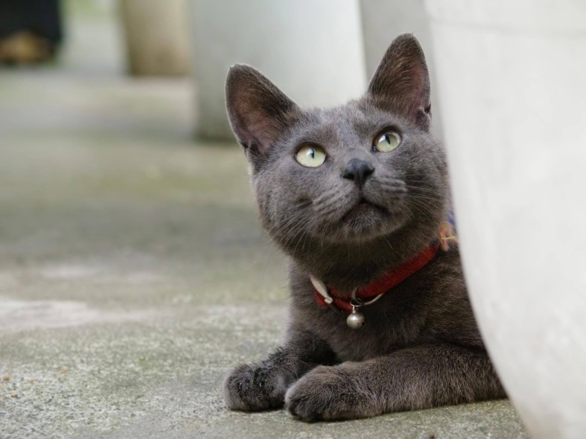 Wallpaper Korat - Cat Breed