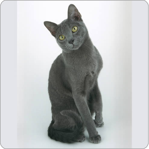 Photo Korat - Cat Breed