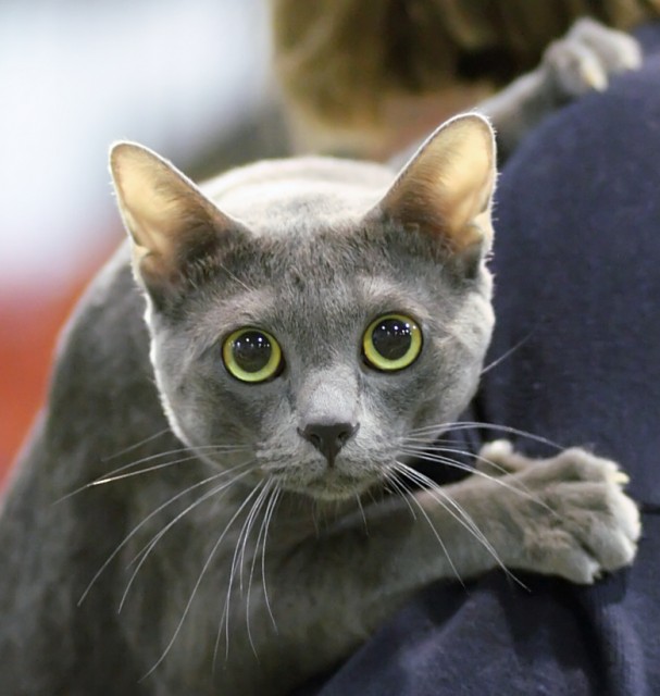 Korat - Cat Breed photo 
