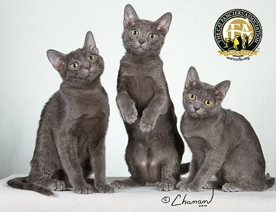 Korat - Cat Breed wallpaper