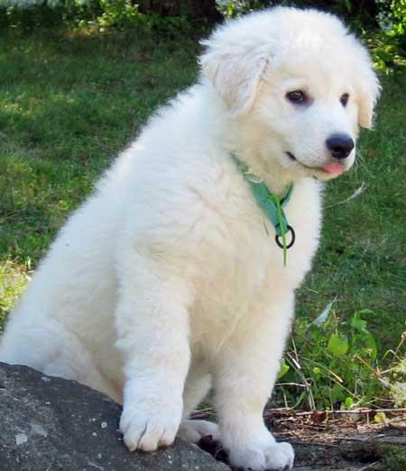Nice Kuvasz - Dog Breed