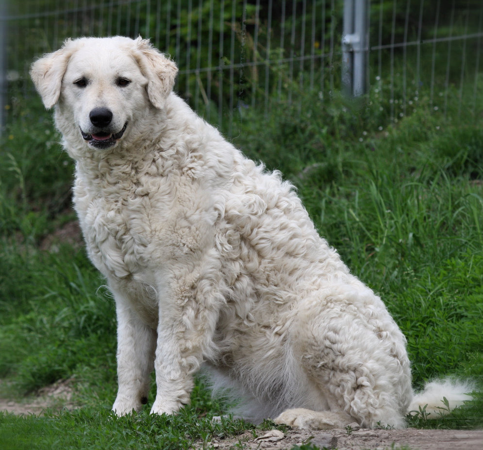Pretty Kuvasz - Dog Breed