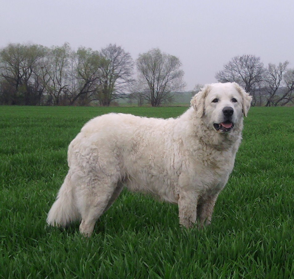 Wallpaper Kuvasz - Dog Breed