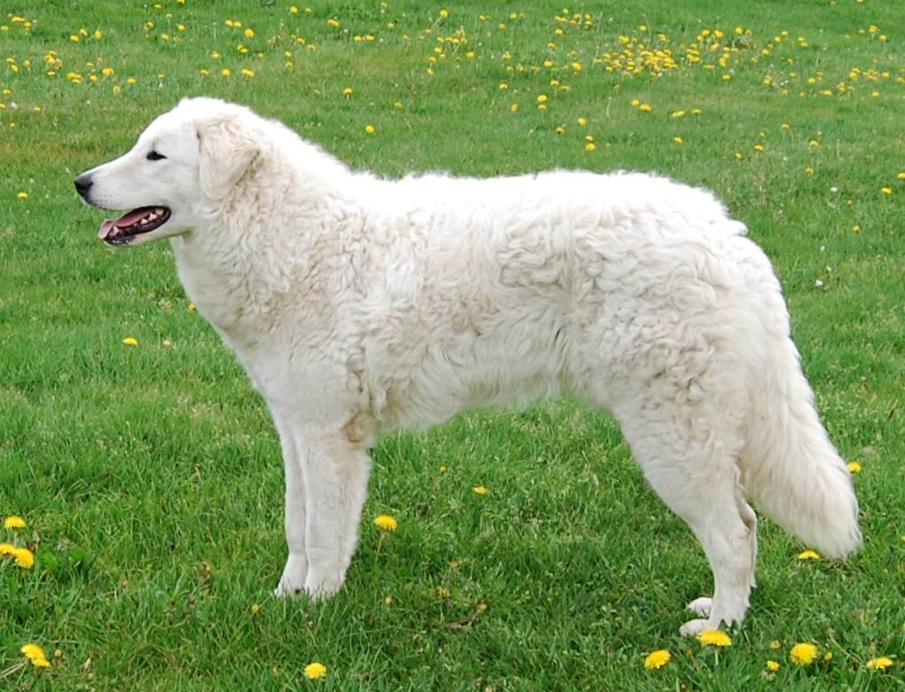 Photo Kuvasz - Dog Breed