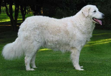 Kuvasz - Dog Breed wallpaper