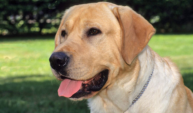 Nice Labrador Retriever - Dog Breed