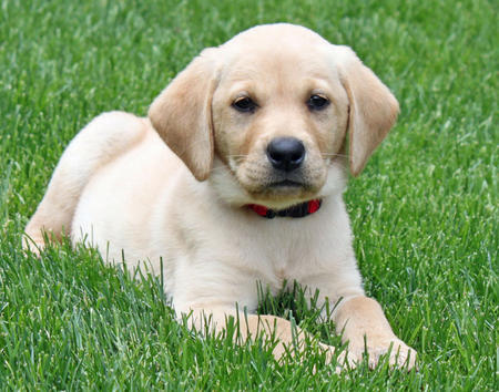 Wallpaper Labrador Retriever - Dog Breed