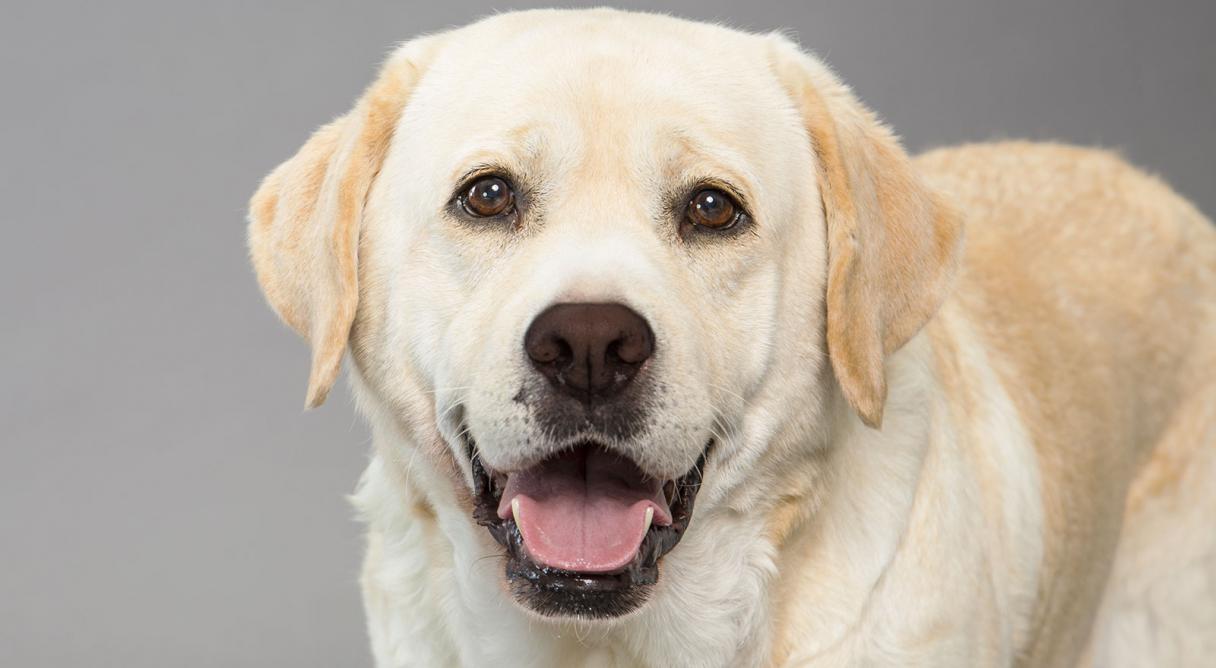 Photo Labrador Retriever - Dog Breed