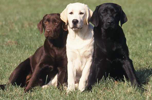 Labrador Retriever - Dog Breed photo 