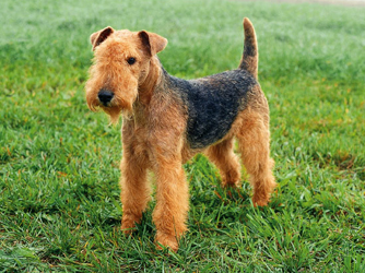 Lakeland Terrier - Dog Breed