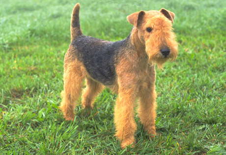 Nice Lakeland Terrier - Dog Breed