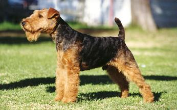 Cool Lakeland Terrier - Dog Breed