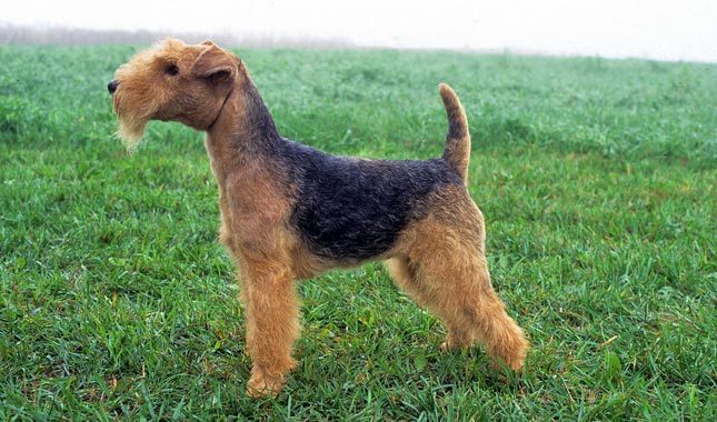 Pretty Lakeland Terrier - Dog Breed
