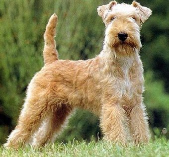 Cute Lakeland Terrier - Dog Breed