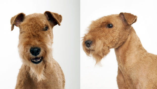 Photo Lakeland Terrier - Dog Breed