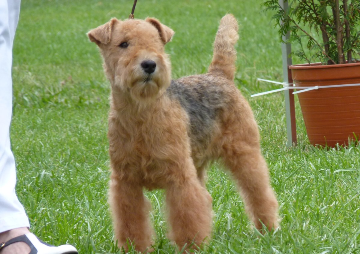 Lakeland Terrier - Dog Breed photo 