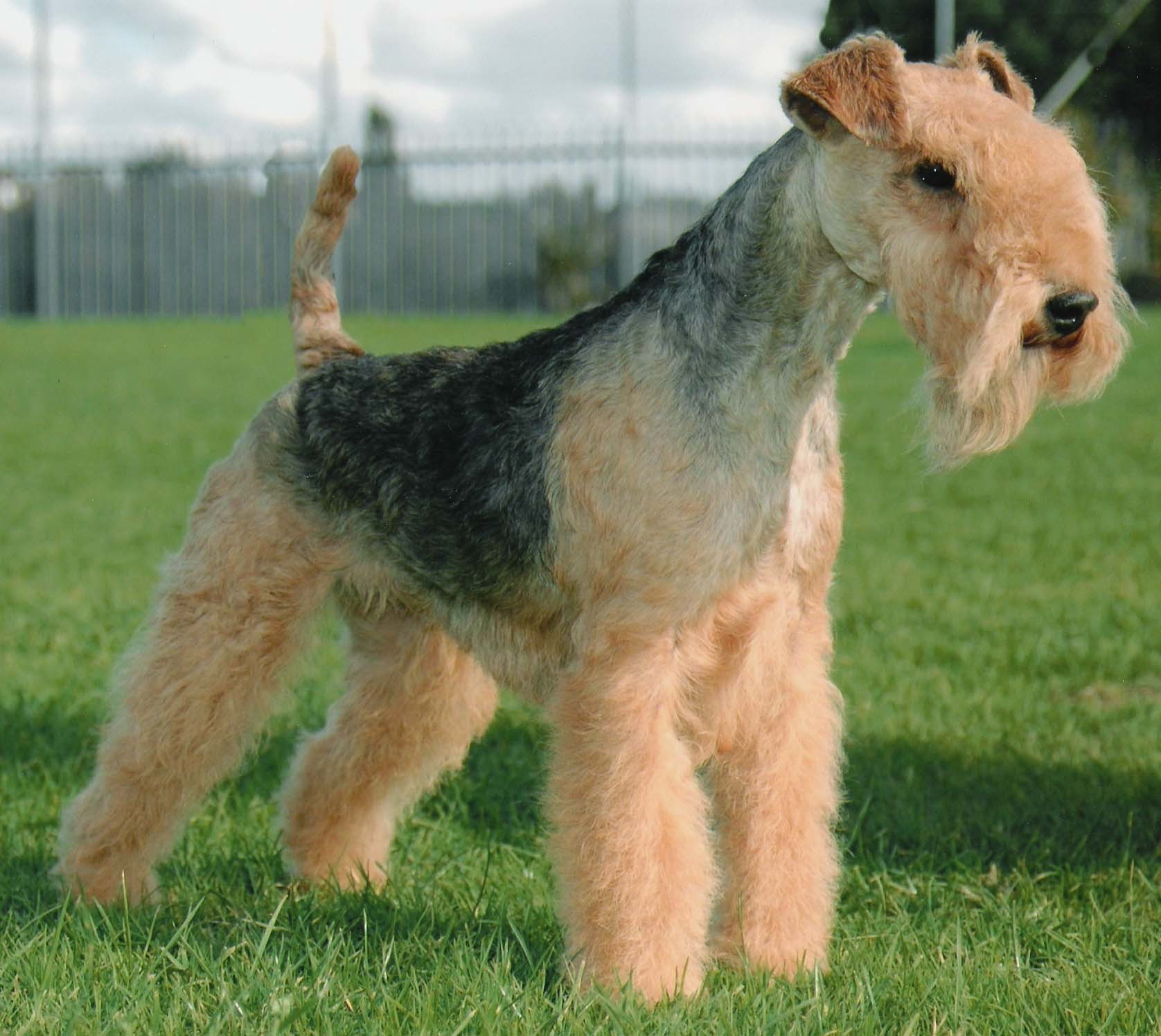 Lakeland Terrier - Dog Breed wallpaper