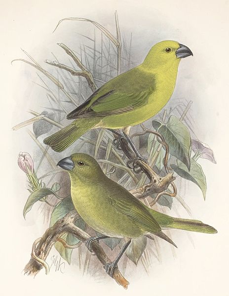 Lanai hookbill