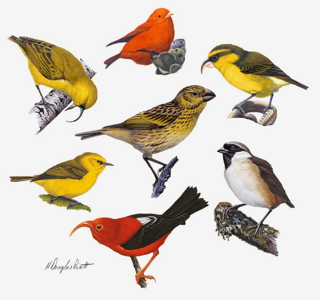 Pretty Lanai hookbill