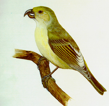 Pretty Lanai hookbill
