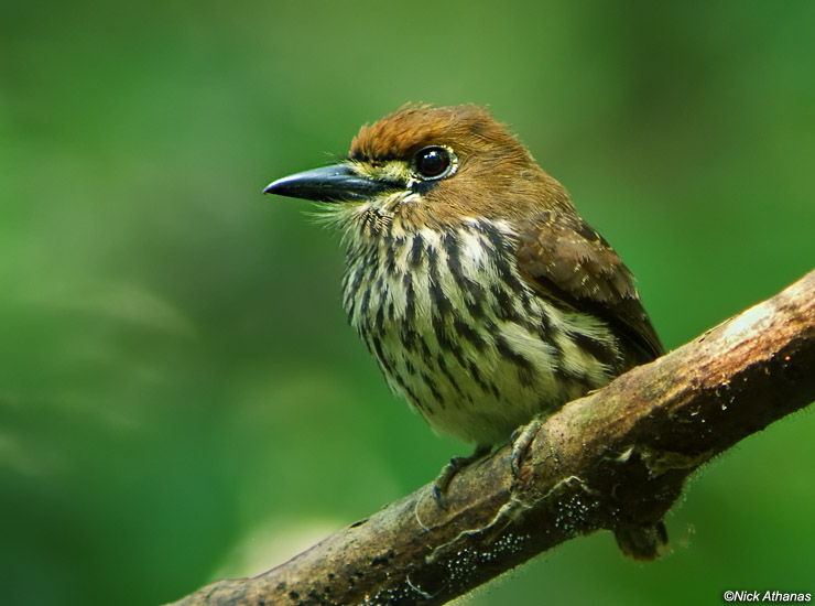 Lanceolated monklet