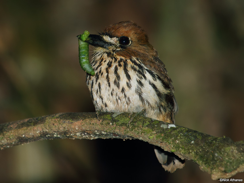 Pretty Lanceolated monklet