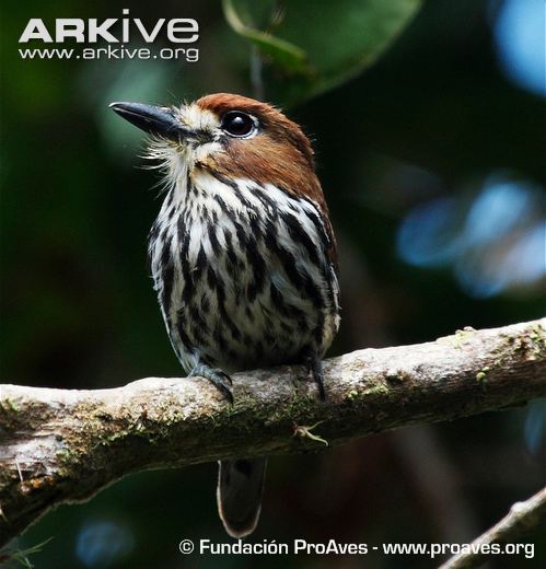 Pretty Lanceolated monklet