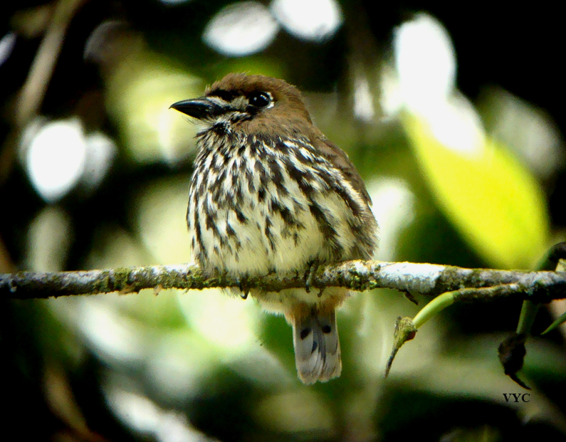 Pretty Lanceolated monklet