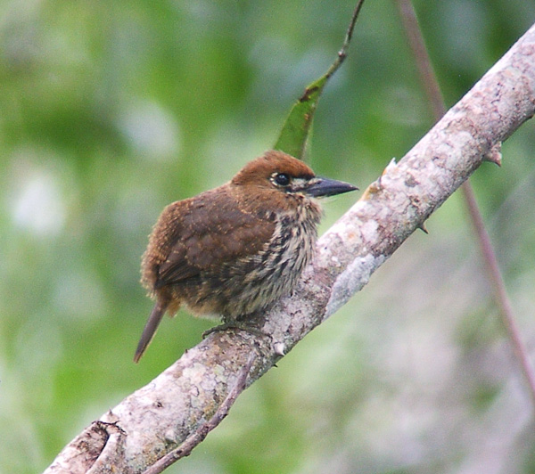 Pretty Lanceolated monklet