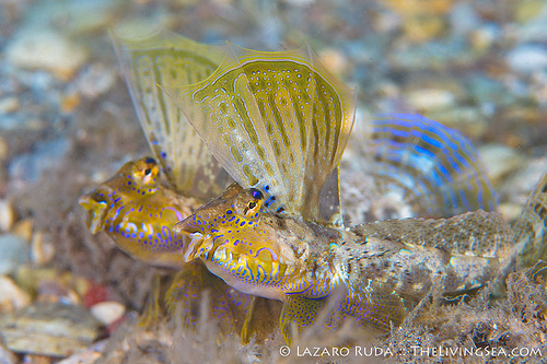 Pretty Lancer dragonet