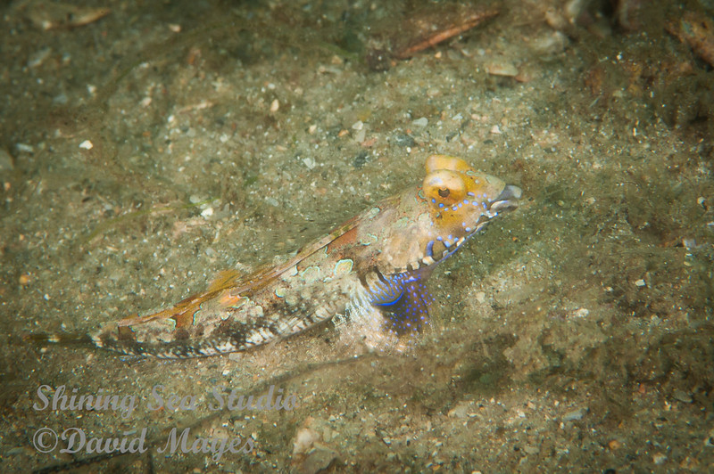 Pretty Lancer dragonet