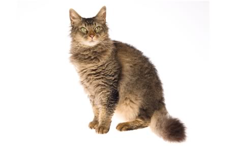 Nice LaPerm - Cat Breed